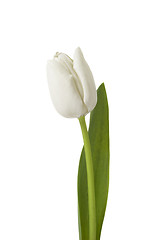 Image showing White tulip