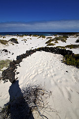 Image showing   isle white  beach  plant rocks lanzarote 