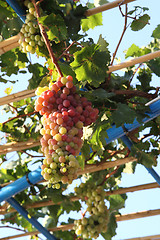 Image showing red grapes in the early summer 