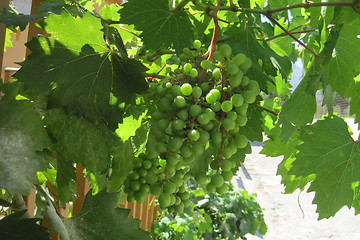 Image showing green grapes in the early summer 