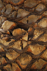 Image showing palm trunk background