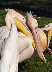 Image showing Pelicans