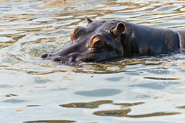 Image showing Hippopotamus or hippo