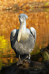 Image showing Pelican