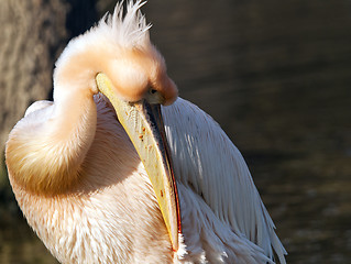 Image showing Pelican