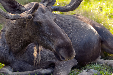 Image showing Elk