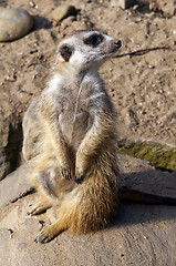 Image showing  Meerkat or suricate