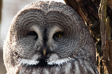 Image showing Great grey owl face