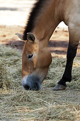 Image showing Przewalski's horse