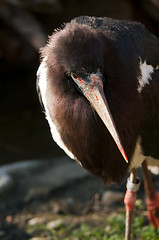 Image showing Abdim's Stork