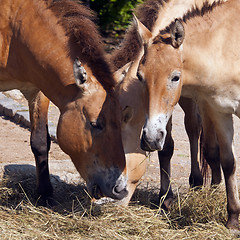 Image showing Przewalski's horse