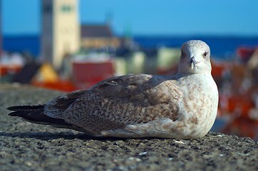 Image showing seagull at Tallinn
