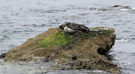 Image showing Seal