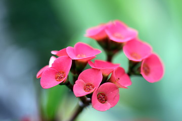 Image showing small red flower