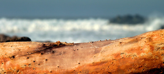 Image showing Drift Wood