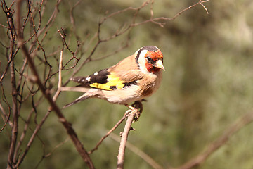 Image showing red titmouse bird 