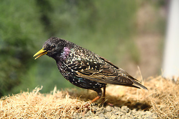 Image showing starling bird 