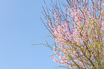 Image showing Spring blossoming pink sakura cherry tree