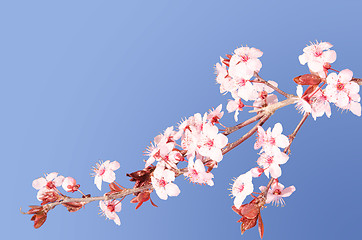 Image showing Sakura pink Japanese cherry blossom branch