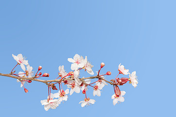 Image showing Single small branch of blooming cherry tree