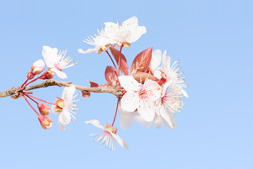 Image showing Pastel soft toned small branch of spring blooming cherry tree