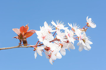 Image showing Fresh white flowers on branch of spring blossoming cherry