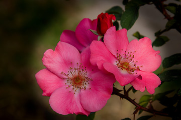 Image showing Wild Rose