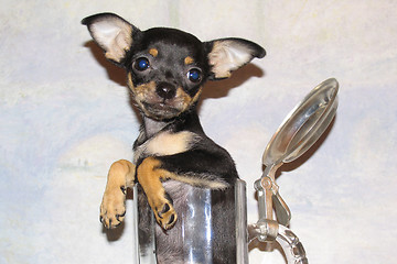 Image showing Toy terrier