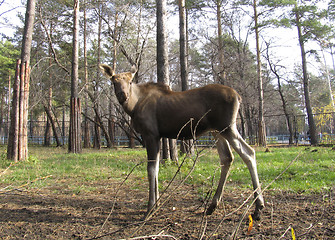 Image showing Elk baby