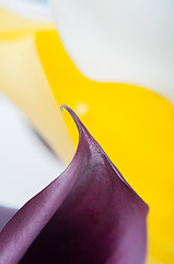 Image showing Macro shot of two callas