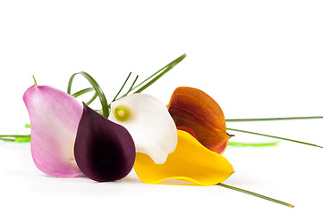 Image showing Five beautiful calla flowers