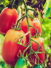 Image showing Retro look Tomato