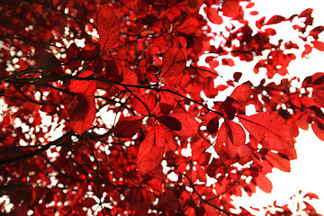 Image showing autumn leaves as nice natural seasonal background