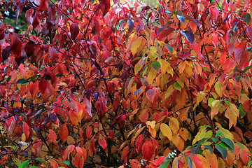 Image showing autumn leaves as nice natural seasonal background