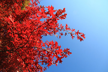 Image showing autumn leaves as nice natural seasonal background