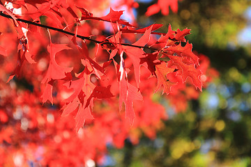Image showing autumn leaves as nice natural seasonal background