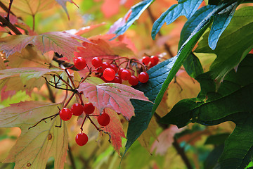 Image showing autumn leaves and fruits as nice natural seasonal background