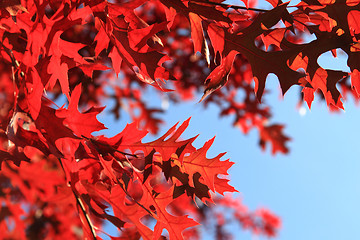 Image showing autumn leaves as nice natural seasonal background