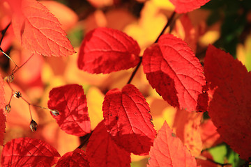 Image showing autumn leaves as nice natural seasonal background