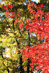 Image showing autumn leaves as nice natural seasonal background