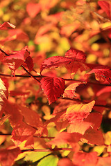 Image showing autumn leaves as nice natural seasonal background