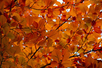 Image showing autumn leaves as nice natural seasonal background