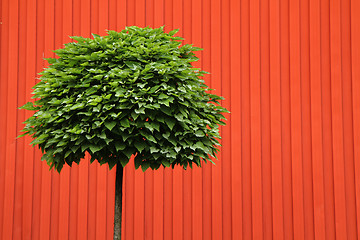 Image showing green tree with red background