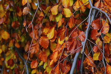 Image showing autumn leaves as nice natural seasonal background