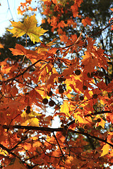 Image showing autumn leaves as nice natural seasonal background