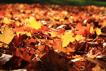 Image showing autumn leaves as nice natural seasonal background