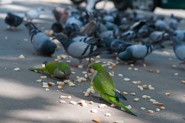 Image showing Eating pigeons and two parrots