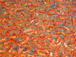 Image showing Fried prawns