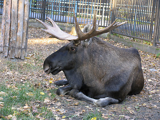 Image showing Elk