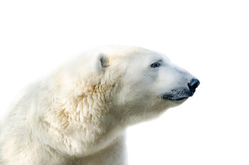 Image showing Arctic polar bear, Ursus maritimus